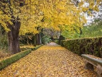 Por qué las hojas caídas de los árboles son perjudiciales para la salud 