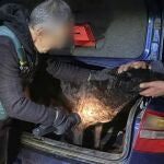 La Guardia Civil realiza la lectura de microchips y toma muestras de la dentadura de los perros implicados en el suceso de La Hiniesta