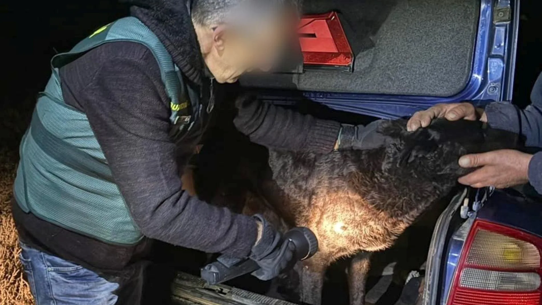 La Guardia Civil realiza la lectura de microchips y toma muestras de la dentadura de los perros implicados en el suceso de La Hiniesta