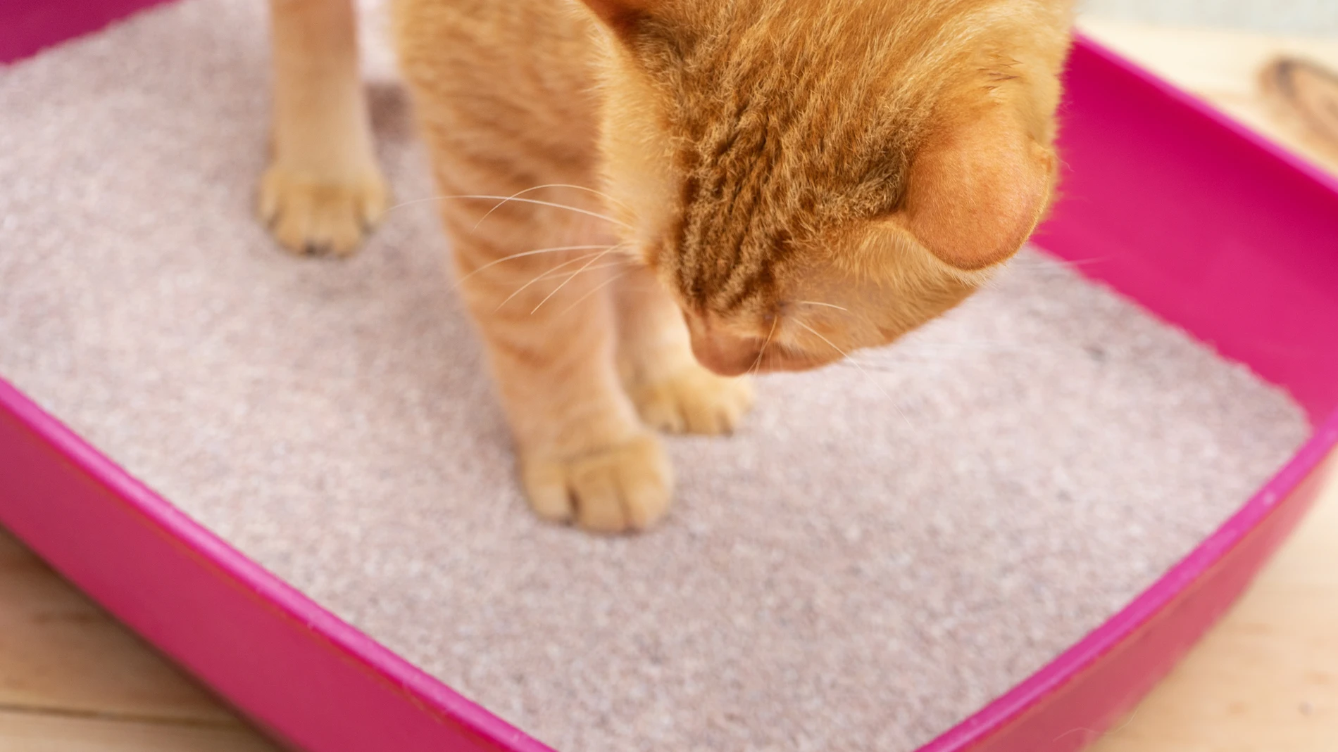 Un gato en su caja de arena