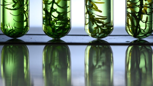 Alimentos a partir de formulados con algas
