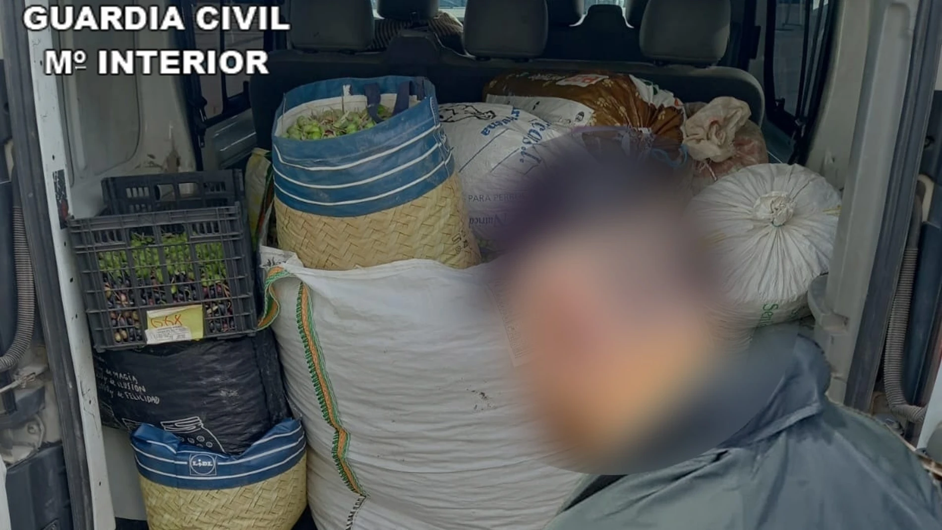 Aceitunas incautadas por la Guardia Civil