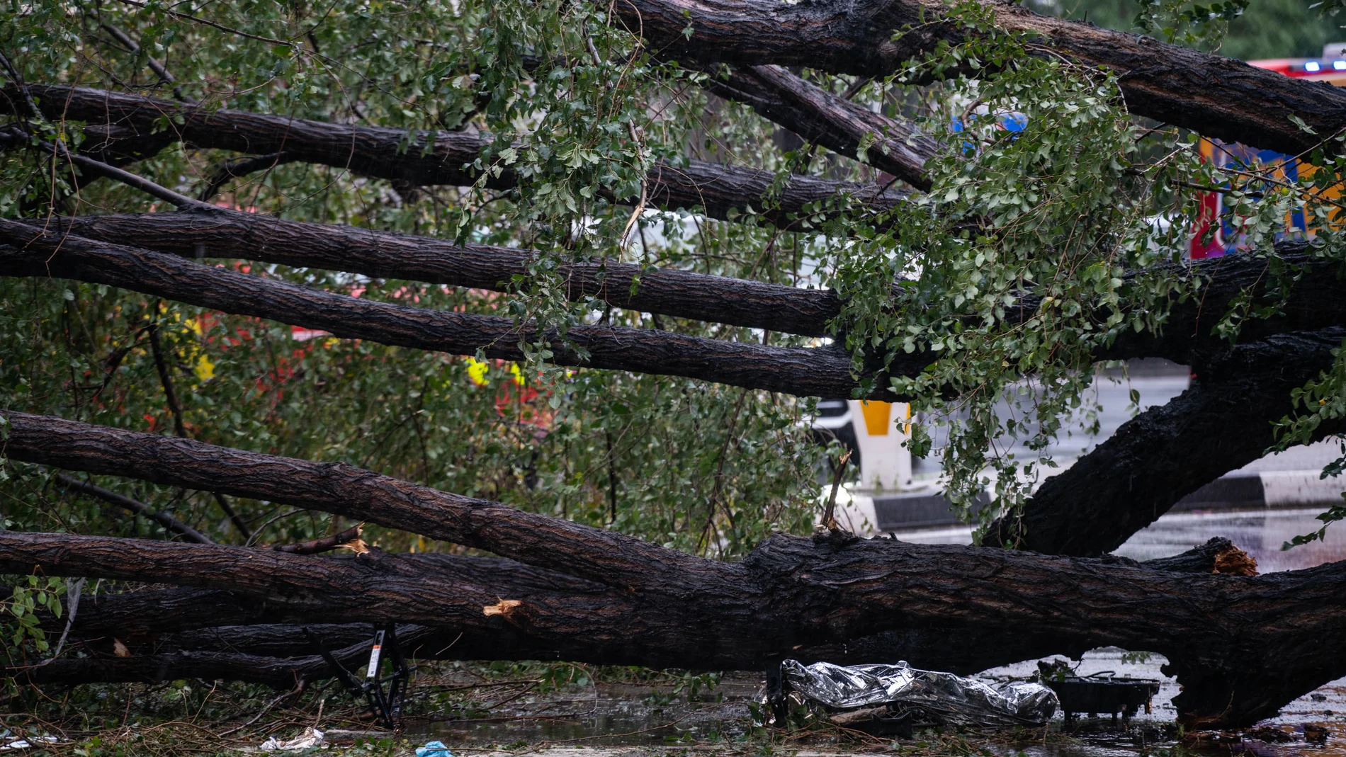 El árbol que ha caído sobre un paso de peatones por la borrasca ‘Ciarán’, a 2 de noviembre de 2023, en Madrid (España). Una mujer de 23 años ha muerto y otras tres han sufrido heridas leves al inicio de la calle Almagro de Madrid cuando un árbol se ha caído sobre un paso para peatones. El accidente ha sido como consecuencia de las fuertes rachas de viento que está dejando la borrasca Ciarán en Madrid. 02 NOVIEMBRE 2023;ARBOL;VIENTO;CIARAN;MUERTE;ALMAGRO;BORRASCA Matias Chiofalo / Europa Pre...