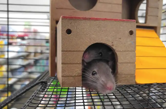 Descubren que las ratas también se imaginan en lugares remotos