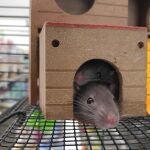 Dos ratas cobijadas en una casita de madera, tal vez, imaginando que están en otro lugar 