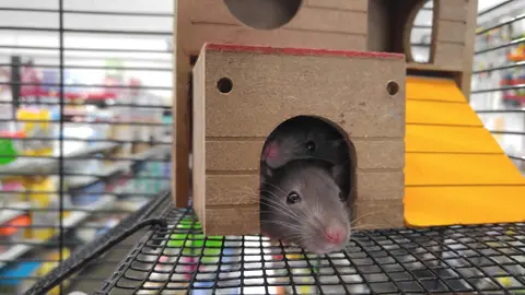 Dos ratas cobijadas en una casita de madera, tal vez, imaginando que están en otro lugar