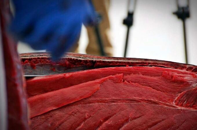 El sector de la atún es uno de los pilares de la economía de la costa gaditana