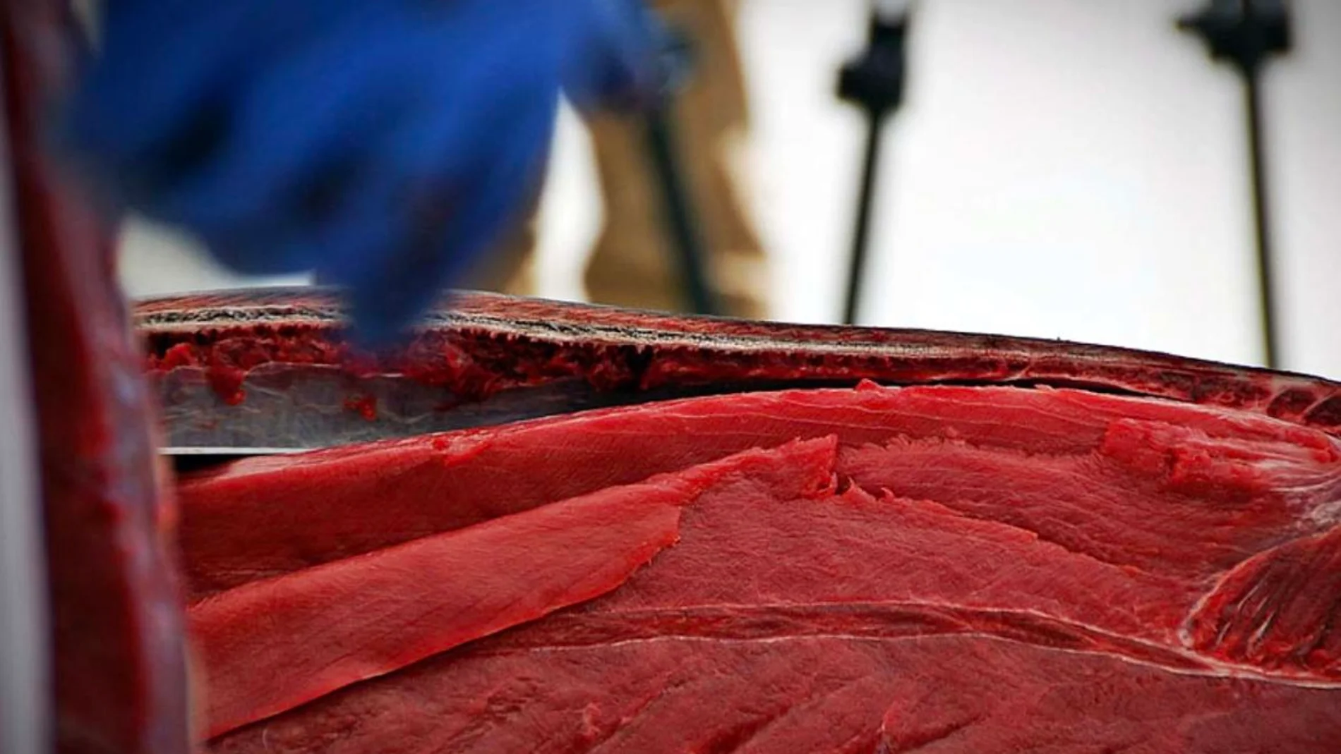 El sector de la atún es uno de los pilares de la economía de la costa gaditana