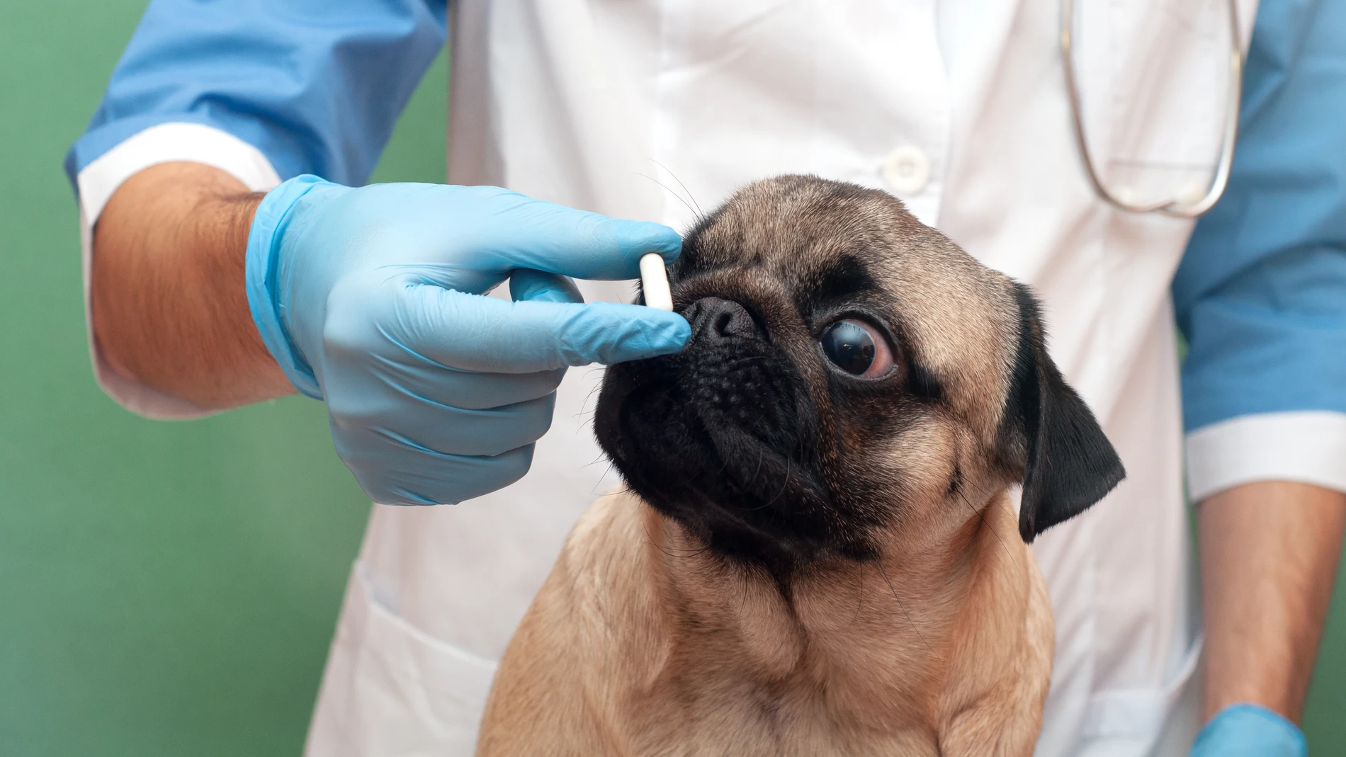 Veterinario dando medicamento a un perro.