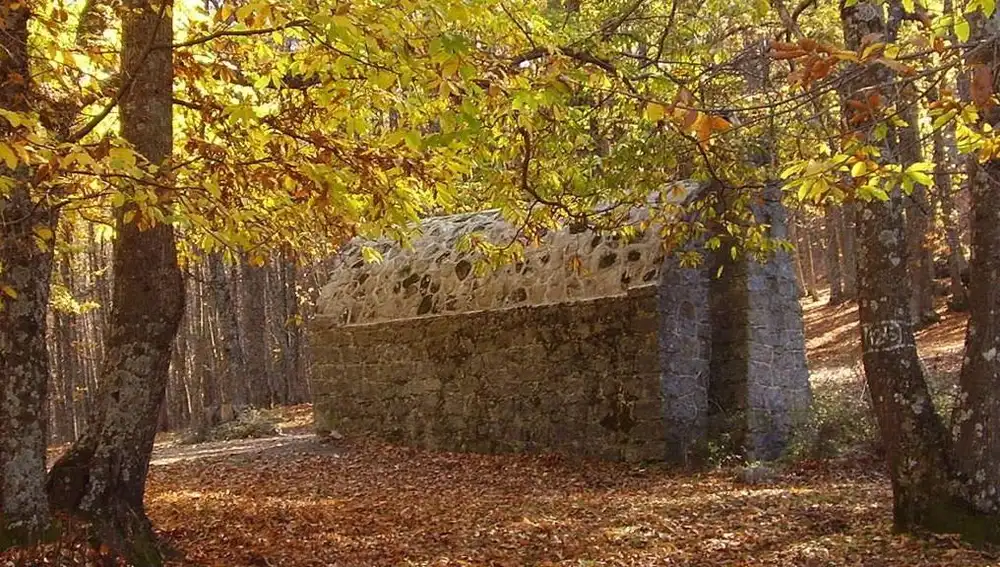 Bosque de El Castañar en el Tiemblo (Ávila)