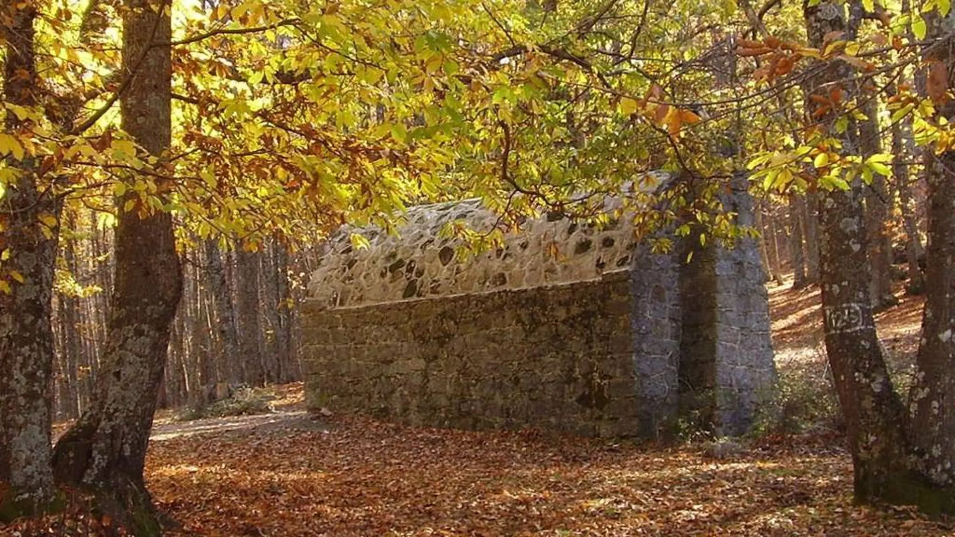 Bosque de El Castañar en el Tiemblo (Ávila)