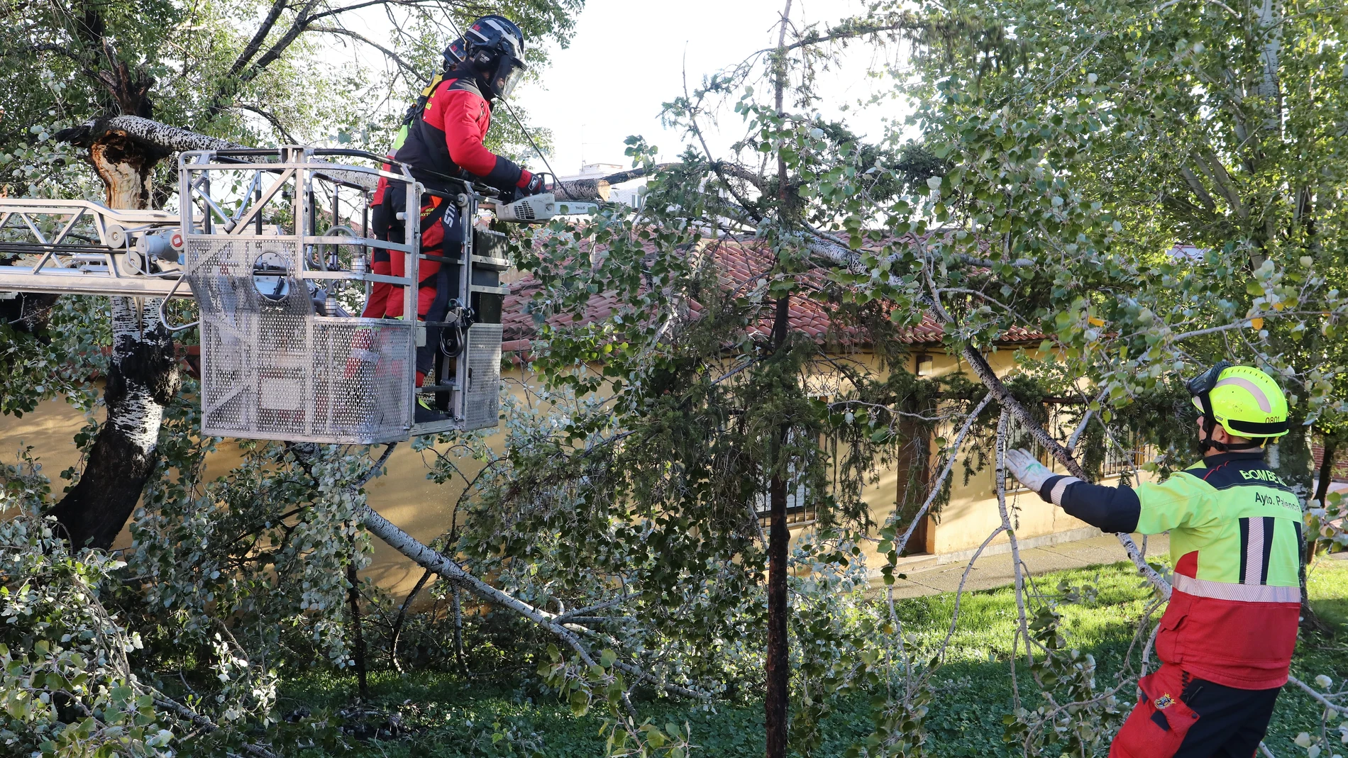 Los bomberos de Palencia retiran ramas de un árbol abatido por el fuerte viento en la calle Aragón sobre unos cables eléctricos