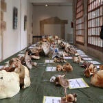 Jornadas Micológicas de Zamora