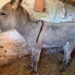 El burro fue atendido por los veterinarios y su vida no corre peligro