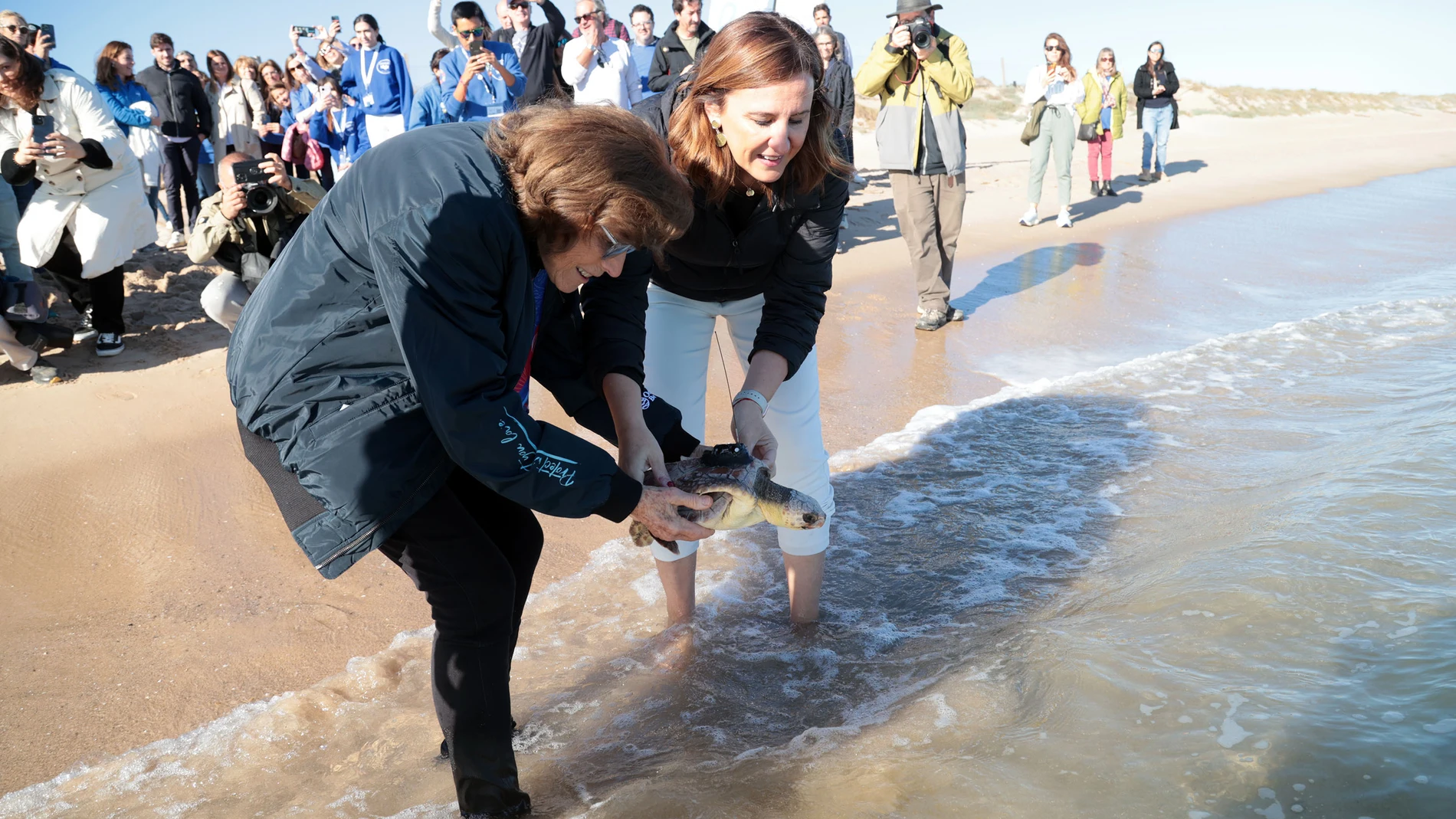 La alcaldesa Catalá y la bióloga Sylvia Earle sueltan la tortuga 770 recuperada por L'Oceanogràfic