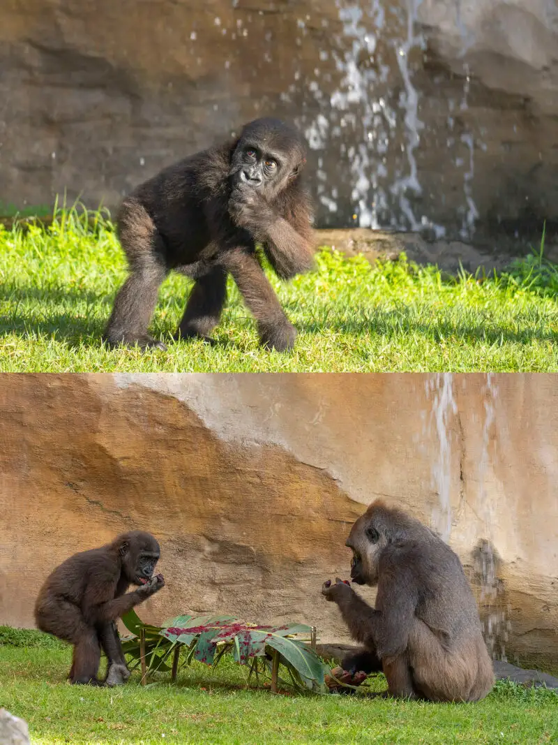 Ekan el único gorila nacido en Andalucía cumple tres años en Bioparc Fuengirola