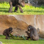 Ekan el único gorila nacido en Andalucía cumple tres años en Bioparc Fuengirola