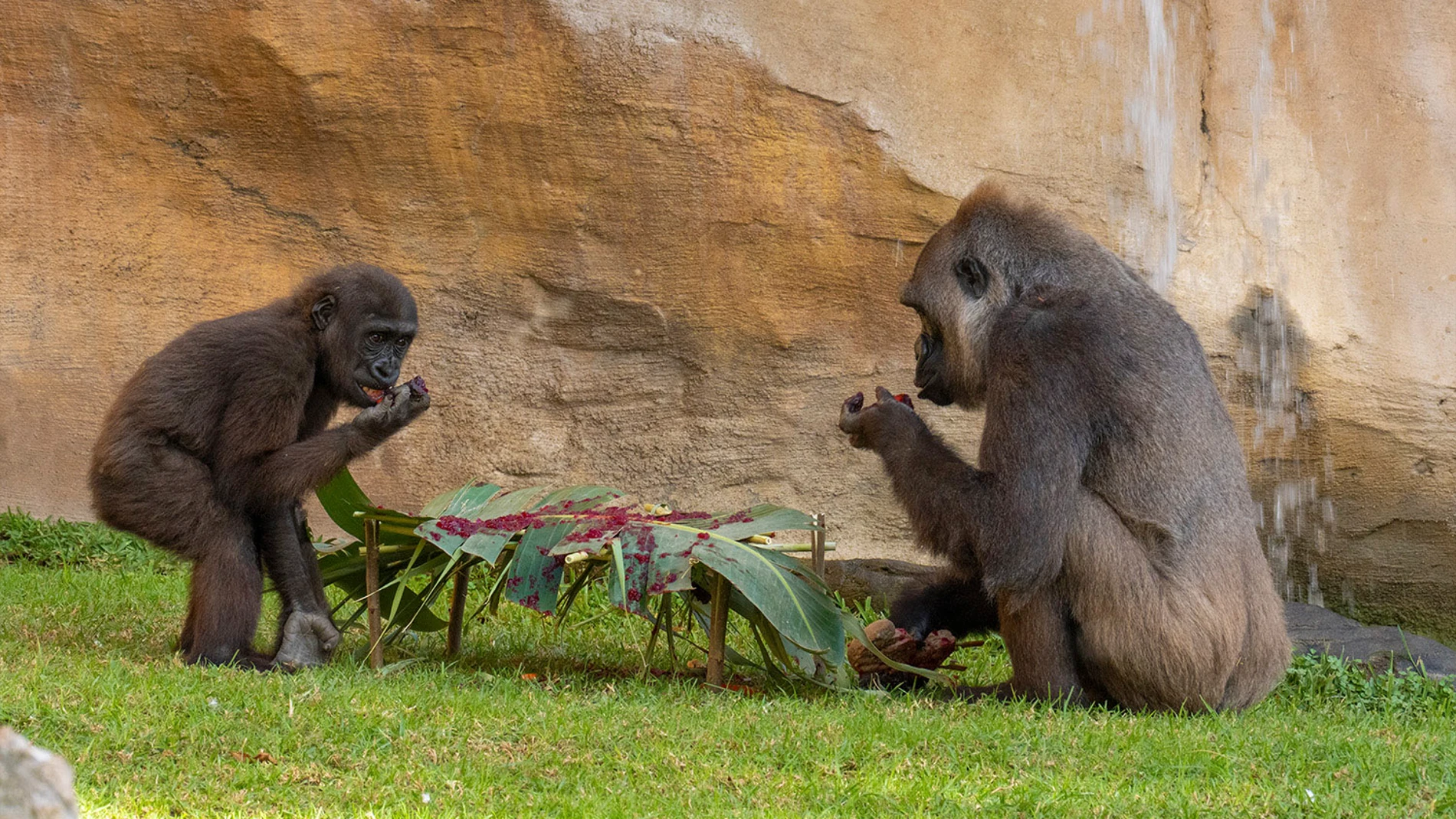 MA01. FUENGIROLA (MÁLAGA), 07/11/2023.- En la imagen de arriba Ekan, el único gorila nacido en Andalucía, cumple este martes tres años de vida y en la imagen de abajo con su madre. El 7 de noviembre de 2020 tenía lugar uno de los hitos más importantes en la historia de Bioparc Fuengirola y para la conservación ‘ex situ’ de uno de los primates más amenazados del planeta: el nacimiento de Ekan, un pequeño gorila occidental de llanura.EFE/BIOPARC Fuengirola </picture><figcaption><b>Ekan el único gorila nacido en Andalucía cumple tres años en Bioparc Fuengirola</b><span>.</span><span>Agencia EFE</span></figcaption></figure></div></header></div><div class=