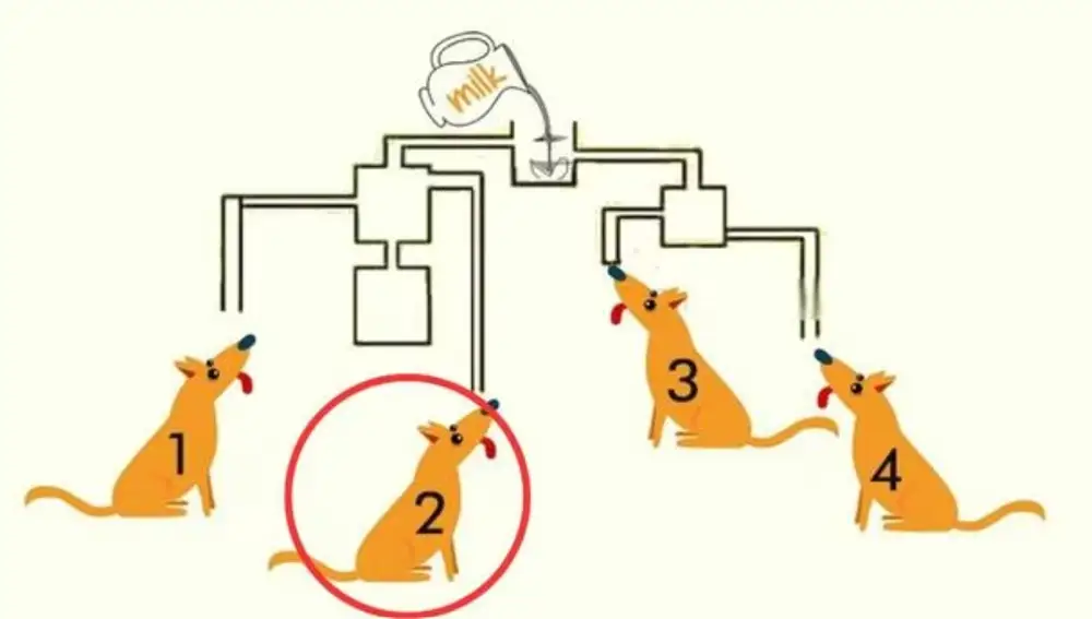 Como puedes ver en la imagen, el segundo perrito era el único que podría beberse la leche