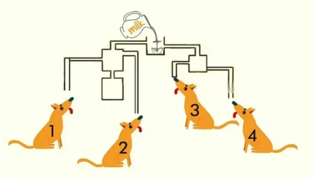 ¿Cuál es el perro que podrá beberse la leche primero?
