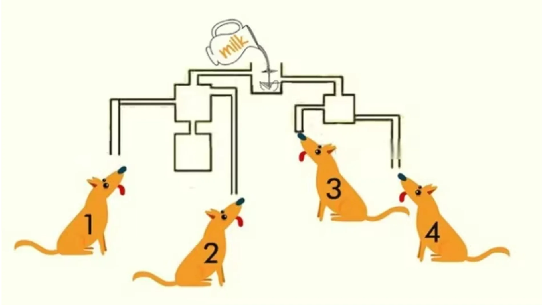 ¿Cuál es el perro que podrá beberse la leche primero?