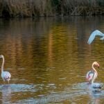 Aves en las marismas de Doñana