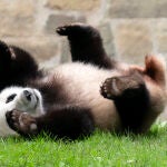 El panda gigante Xiao Qi Ji juega en su recinto del Zoológico Nacional Smithsonian de Washington