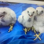 Los halcones peregrinos que crían en el Doce de Octubre de Madrid
