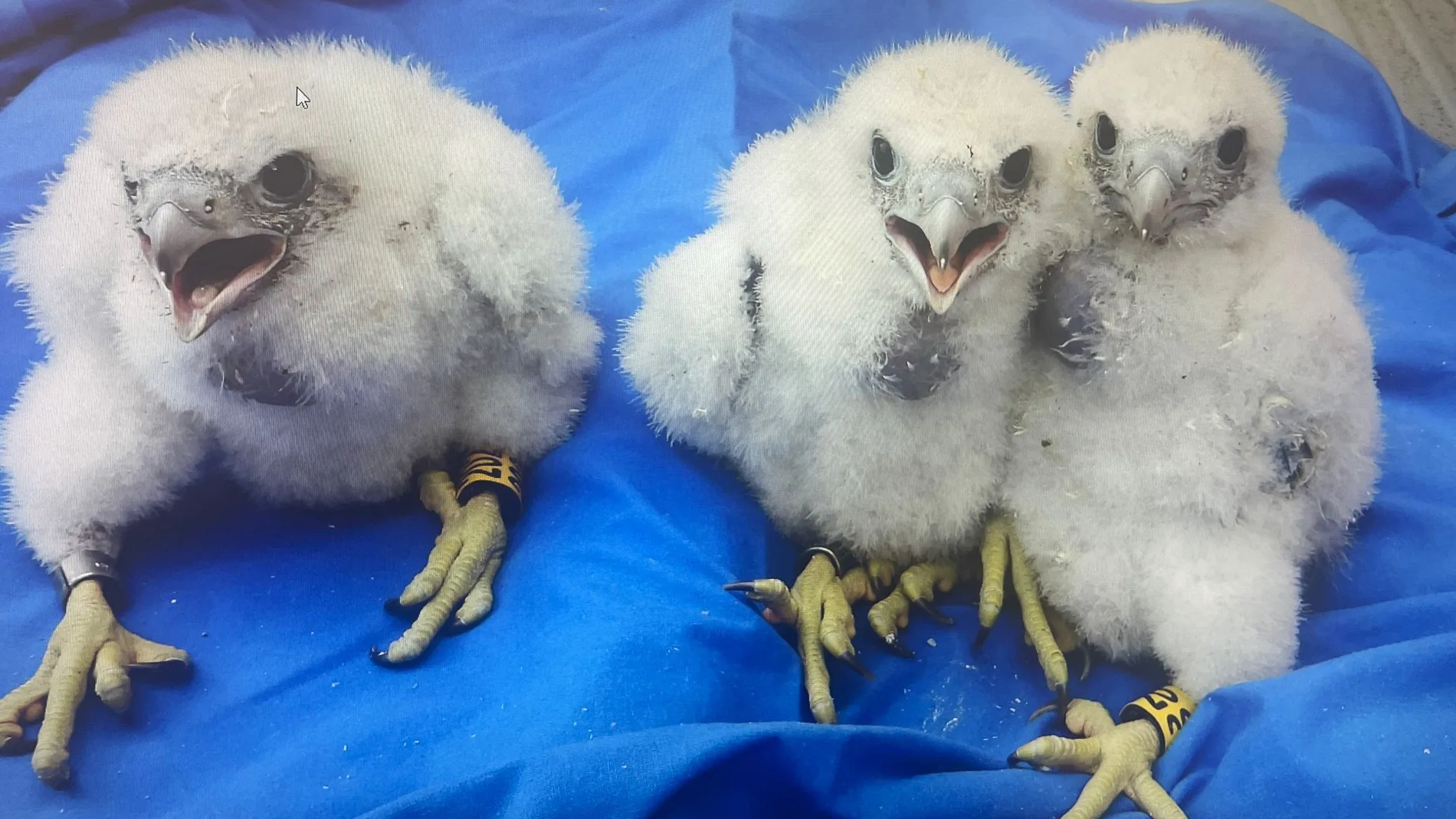 Los halcones peregrinos que crían en el Doce de Octubre de Madrid
