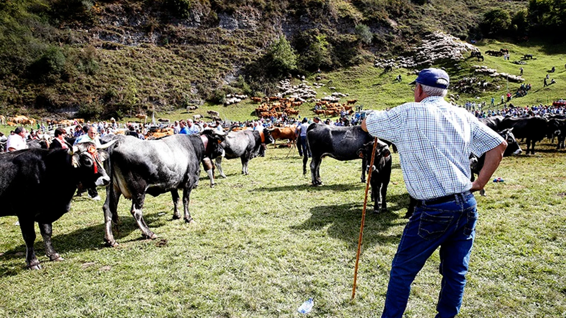 Los casos se han detectado en tres vacas de tres ganaderías de la zona de Solares. LARA REVILLA/GOBIERNO DE CANTABR (Foto de ARCHIVO) 29/09/2017