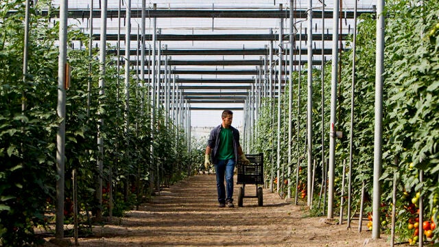 La agricultura bajo plásticos derriba prejuicios 