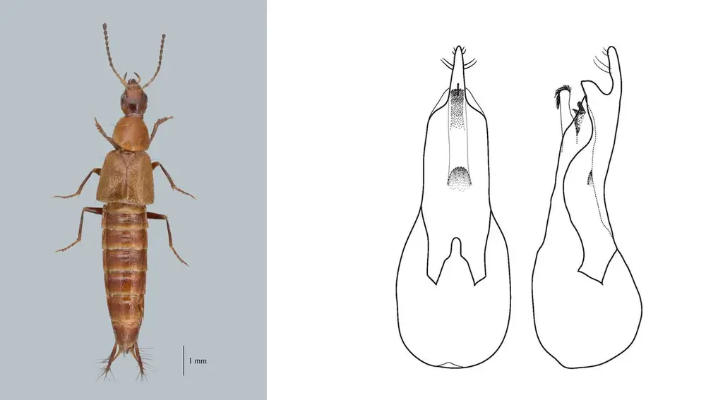 La nueva especie de Loncovilius carlsbergi junto a un diagrama de sus genitales
