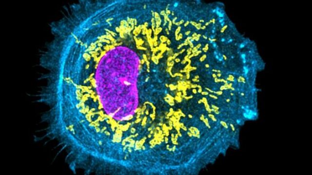 Células de microglía derivadas de células madre humanas, que ayudan en la maduración de las neuronas en modelos organoides del cerebro humano