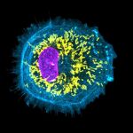 Células de microglía derivadas de células madre humanas, que ayudan en la maduración de las neuronas en modelos organoides del cerebro humano