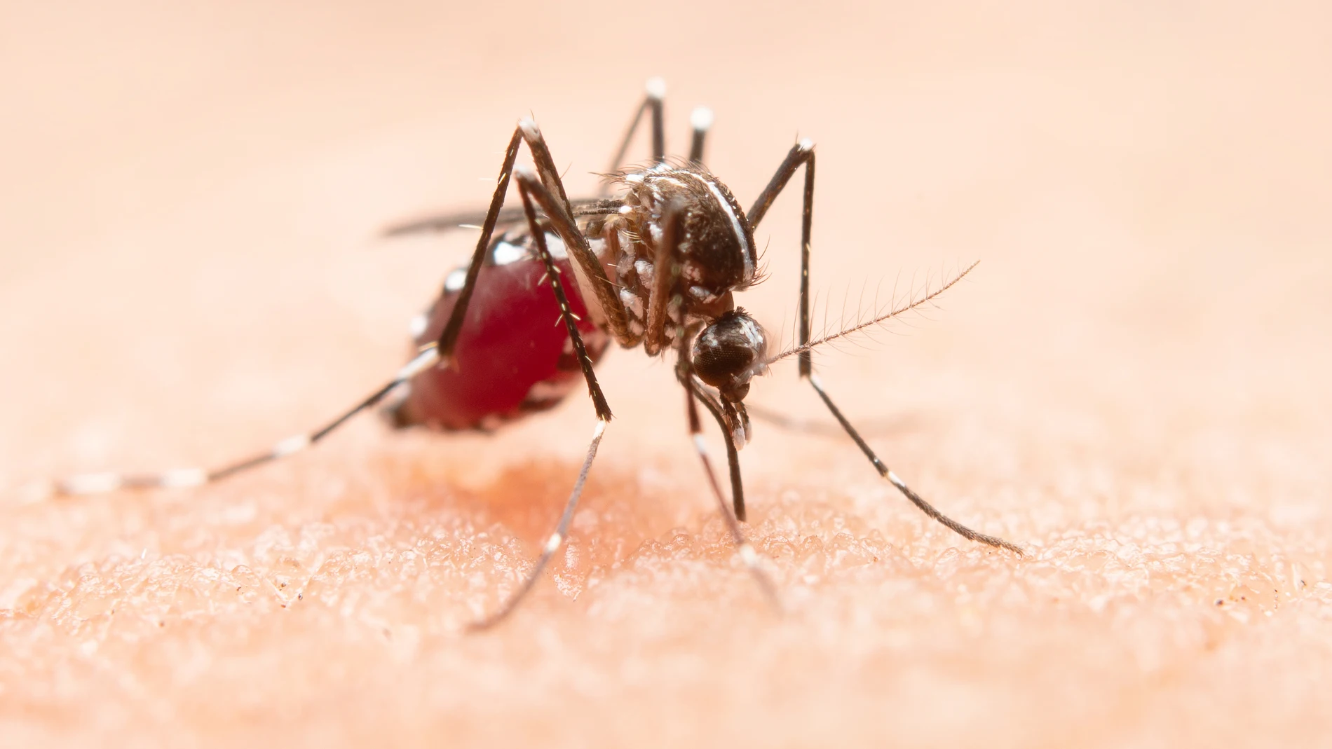 Mosquito malaria