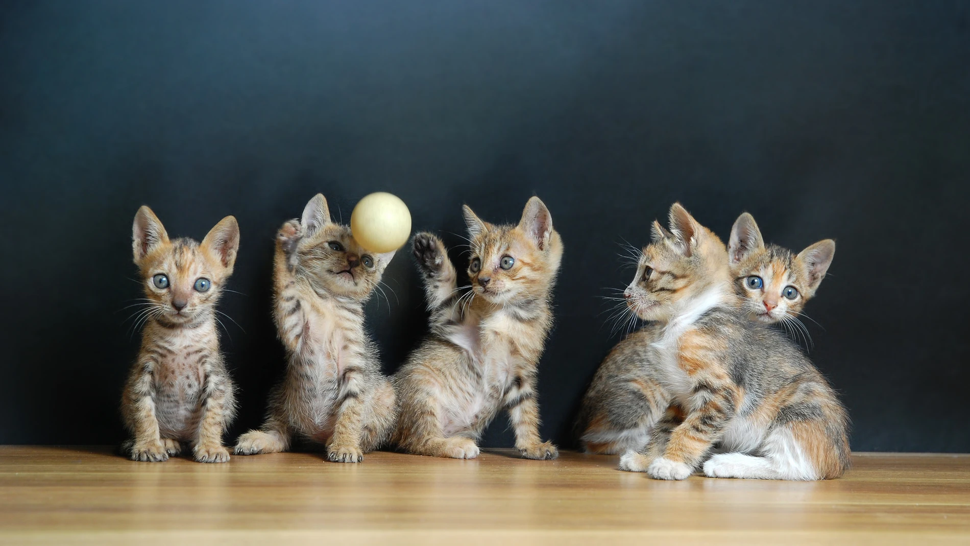 Varios gatos juegan con una pequeña pelota
