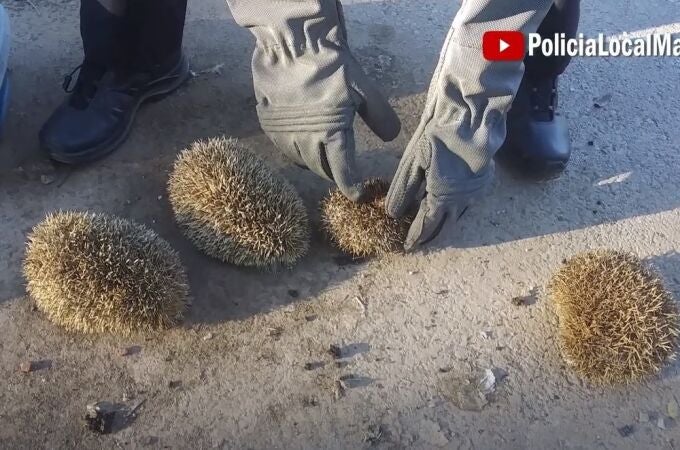 Málaga.- Sucesos.- Investigados tres jóvenes por maltrato animal al ser sorprendidos quemando erizos con un soplete