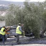 Trabajadores en plena faena de recogida de aceitunas en una finca en Baena (Córdoba).