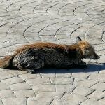 Sucesos.- Bomberos del CEIS rescatan a un zorro en un embalse en Alguazas