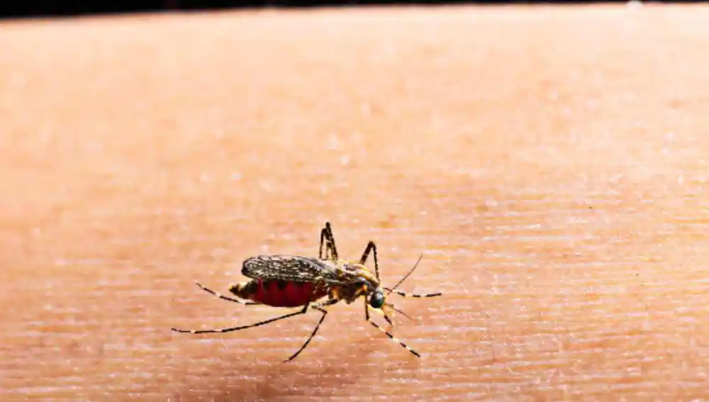 Los mosquitos de la malaria muestran una resistencia cada vez mayor a los insecticidas actuales