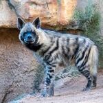 Bioparc Valencia incorpora una pareja de una especie de hiena en peligro de extinción