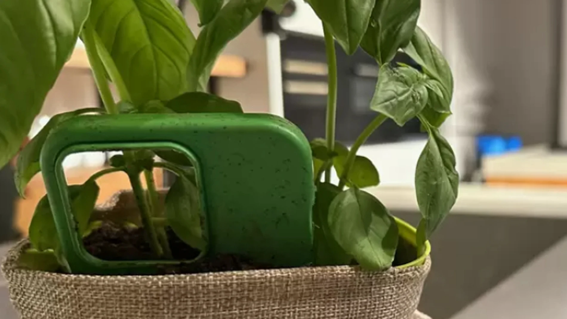 Crean fundas para iPhone que puedes plantar para que germinen margaritas, nomeolvides y albahaca.