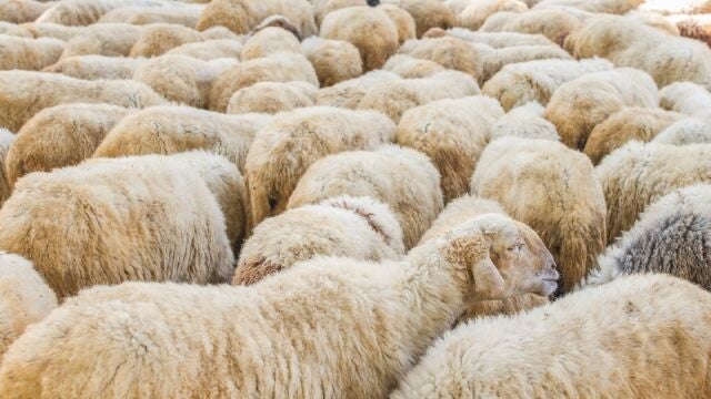 ¿Por qué están regalando ovejas en Australia?