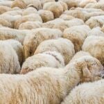 ¿Por qué están regalando ovejas en Australia?