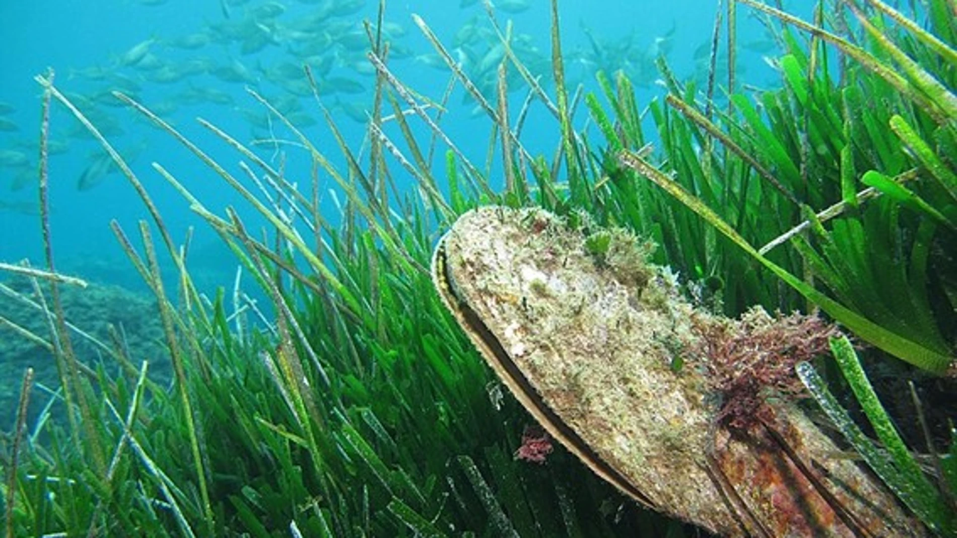 Mejillón en una pradera de algas del Mediterráneo 