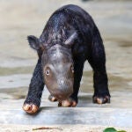 El nacimiento de 2 rinocerontes de Sumatra en 2023 da esperanzas a la especie en extinción