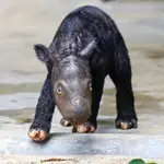 El nacimiento de 2 rinocerontes de Sumatra en 2023 da esperanzas a la especie en extinción