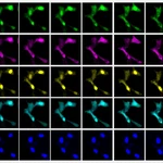 Secuencia de imágenes mostrando células en división 
