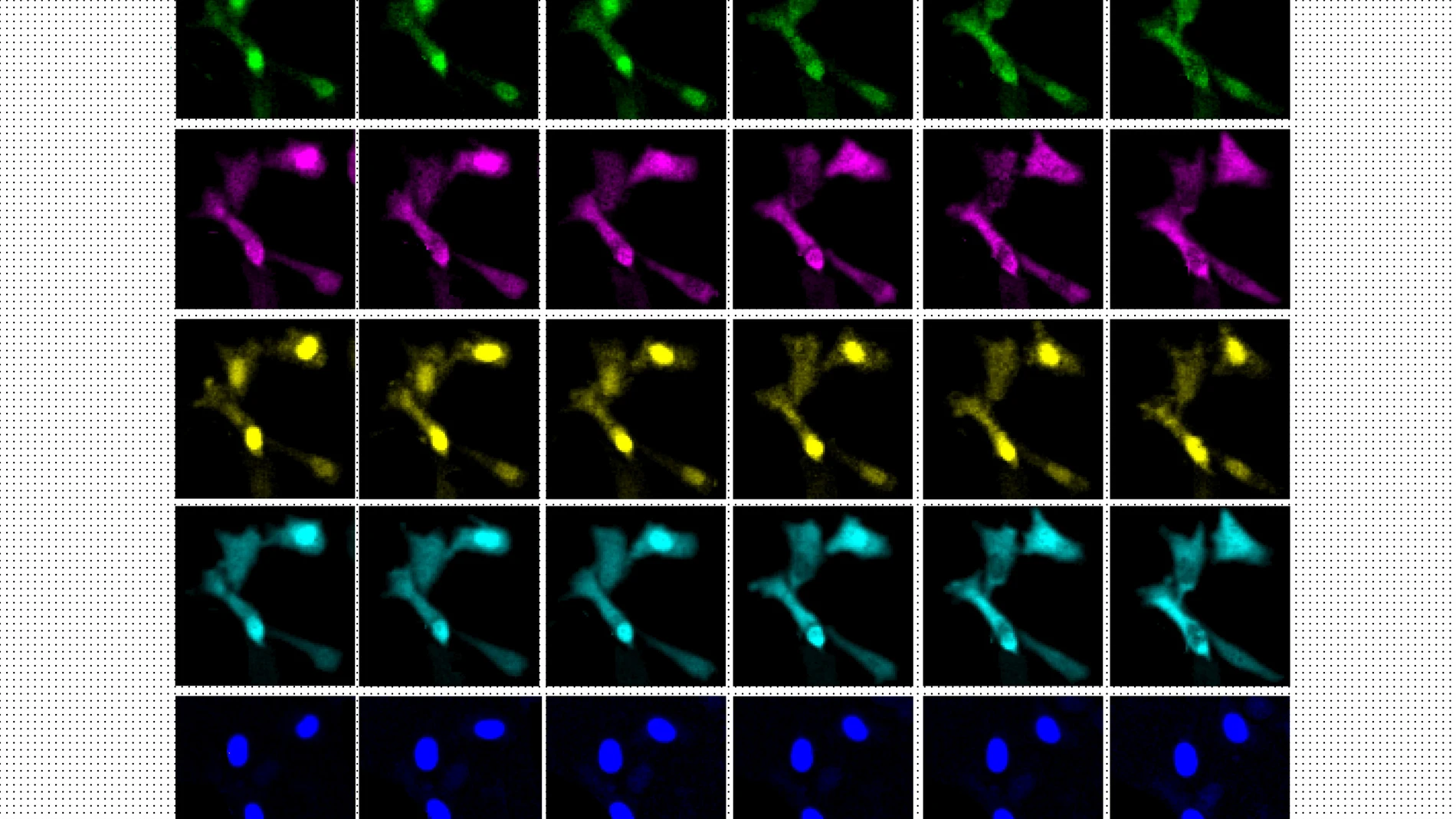Secuencia de imágenes mostrando células en división 