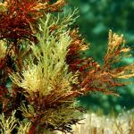 tipo de alga Ericaria crinita